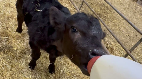 Calf Sucking Bottle